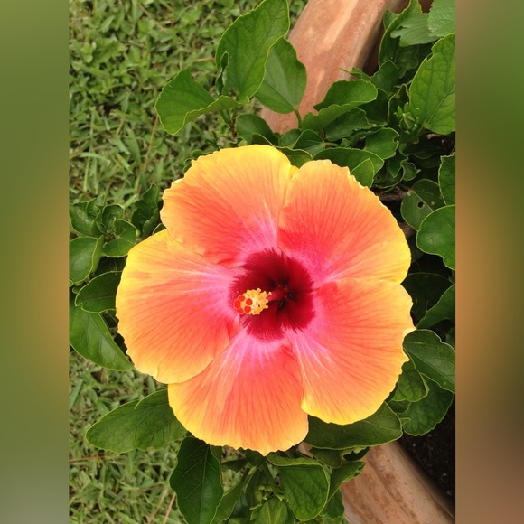 Meet your Posher, Patricia - Picture 1 of 1